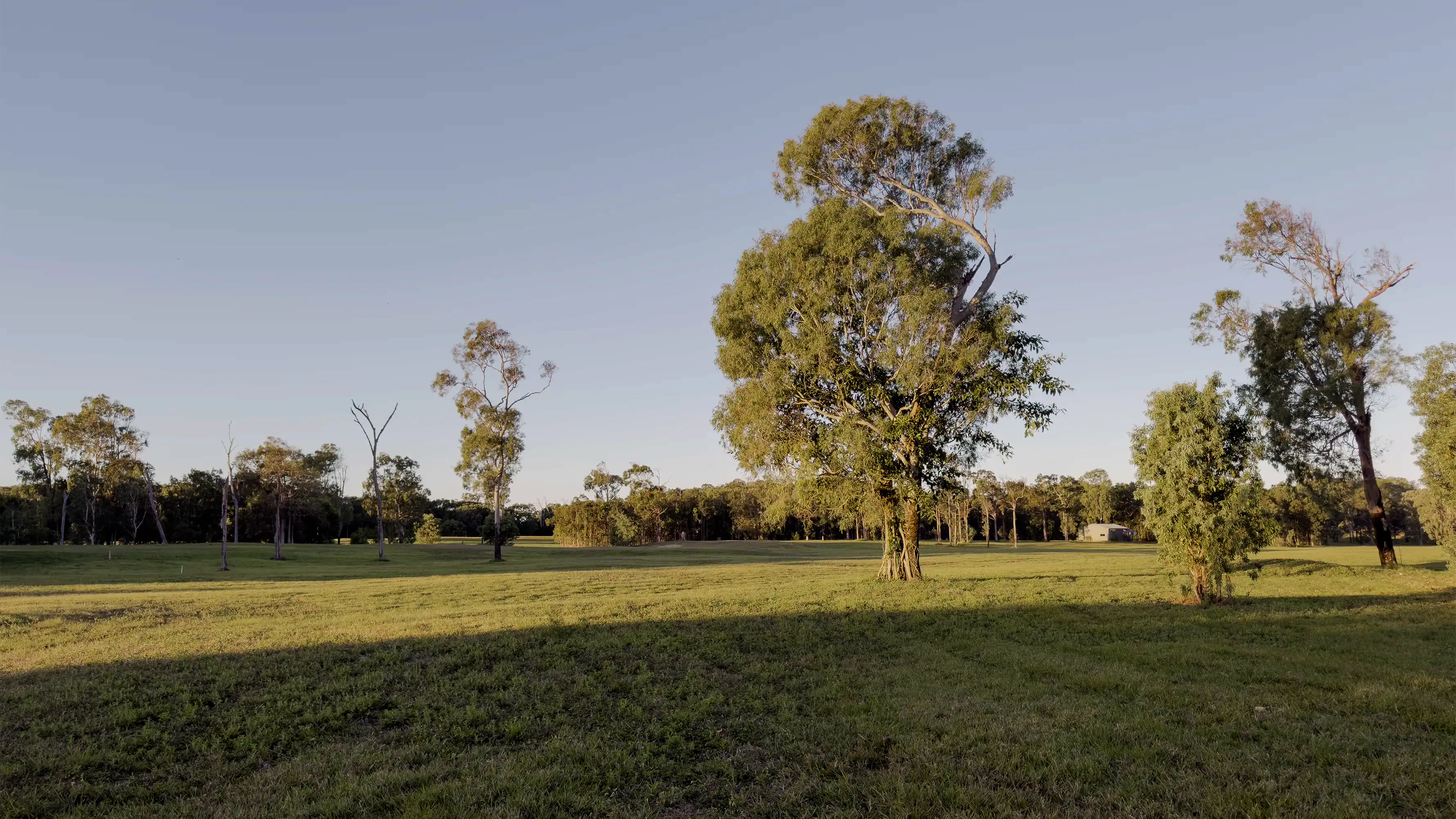 The grass plains at ground level, eucalypts standing in the open