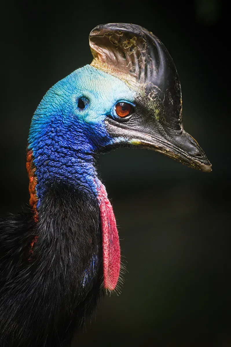 A southern cassowary, the flightless rainforest bird the Cassowary Coast is named for.